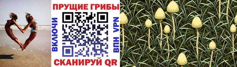 Псилоцибиновые грибы прущие грибы  Касли 